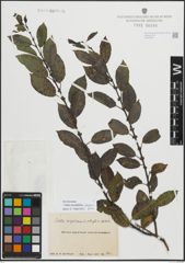 Foto von Salix myrsinifolia Salisb. x Salix phylicifolia L.